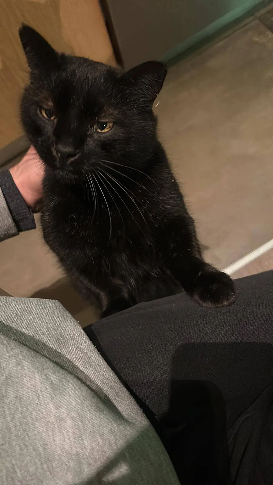 gatto lost   33100 Udine / Udin Andrea