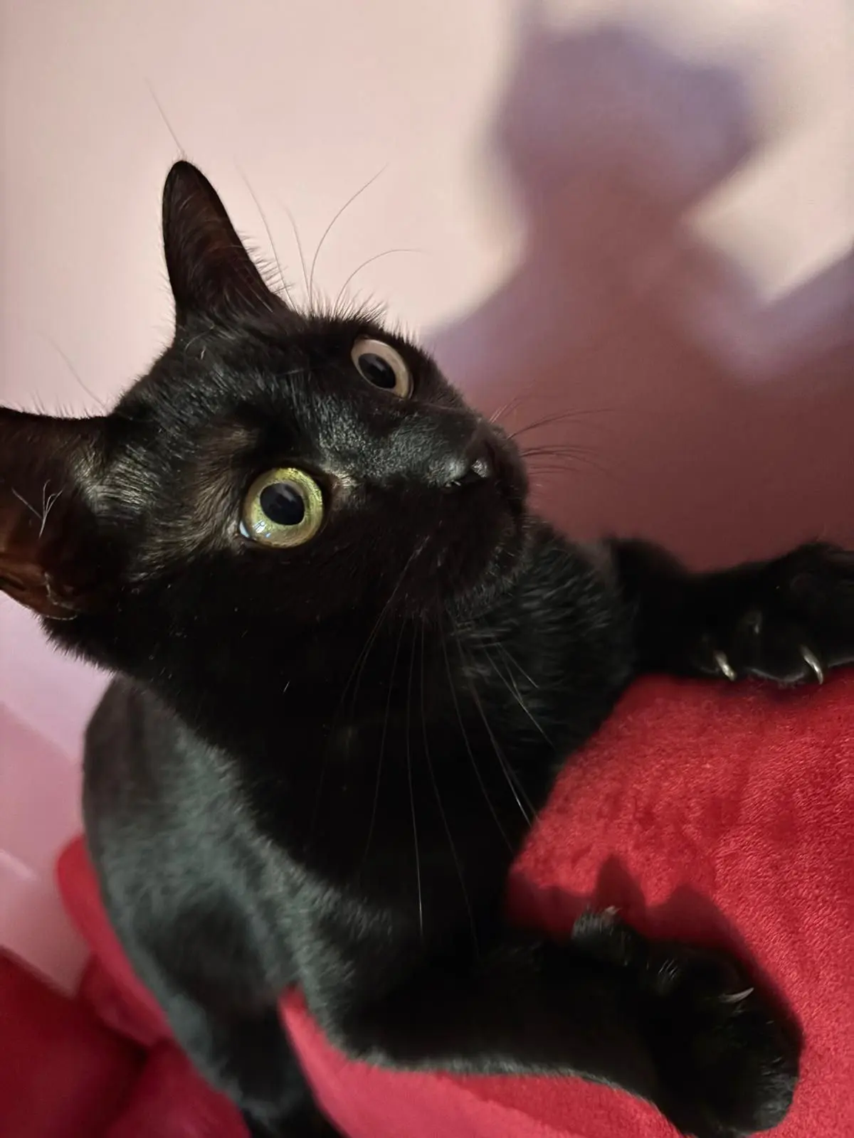 gatto lost   33100 Udine / Udin Calcifer