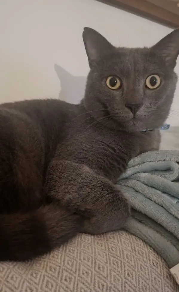 gatto lost   33100 Udine / Udin Levante