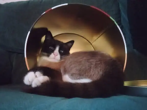 gatto lost   33100 Udine / Udin Mela