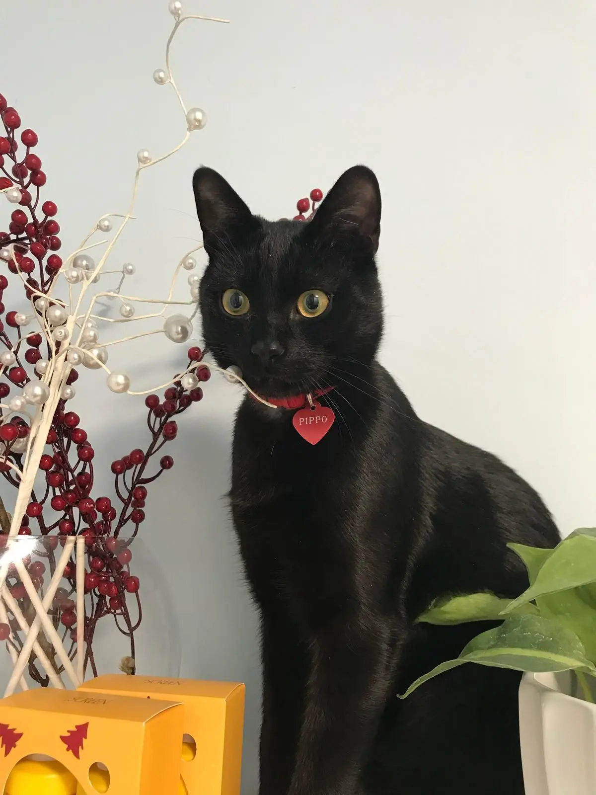 gatto lost   33100 Udine / Udin Pippo