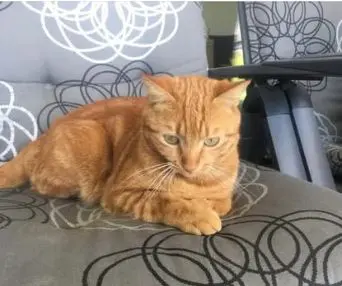 gatto lost   33100 Udine / Udin Rufi