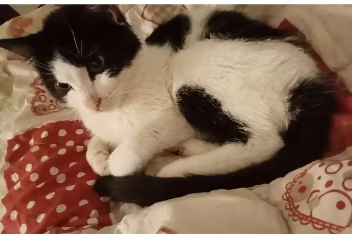 gatto lost   33100 Udine / Udin Simba