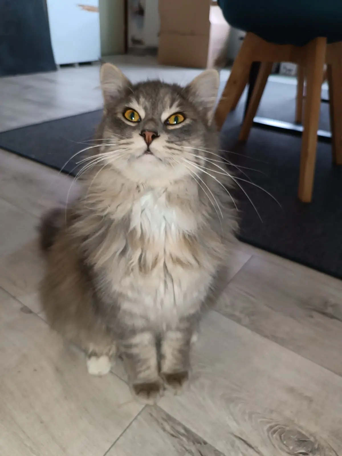 gatto lost  Via Guglielmo Marconi 33031 Variano / Varian Wisky