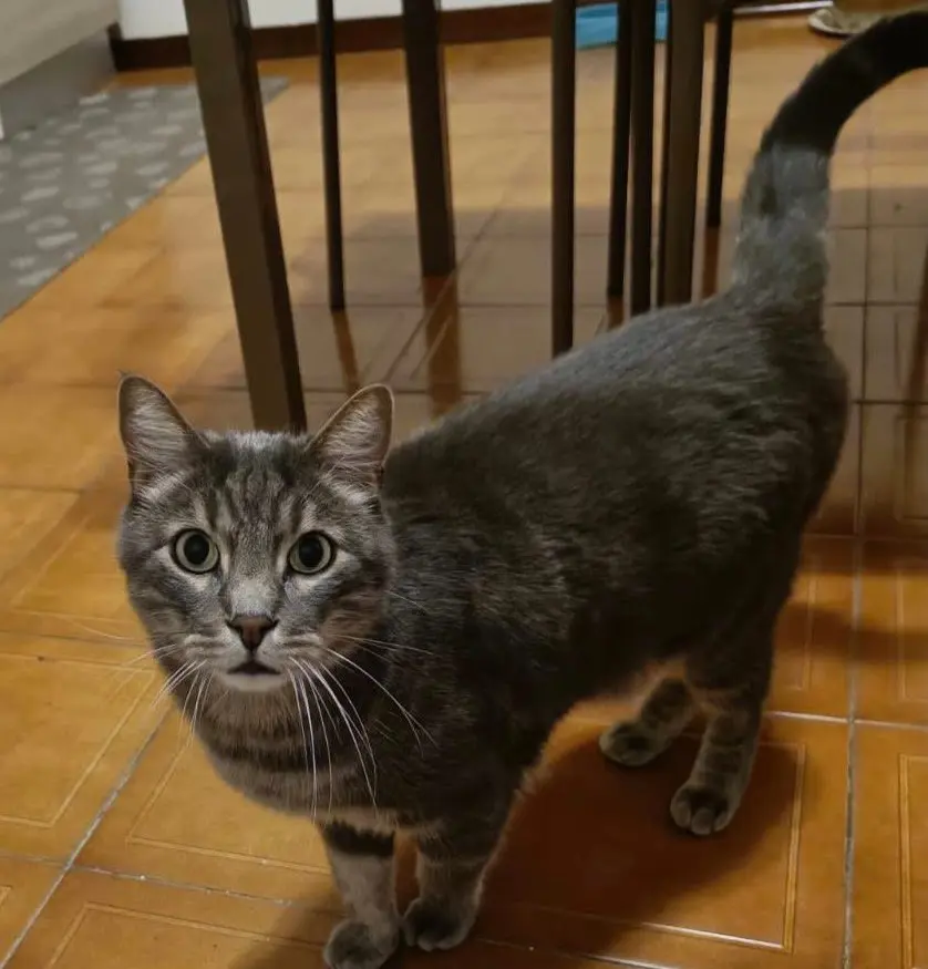 gatto lost   21042 Caronno Pertusella Elvis