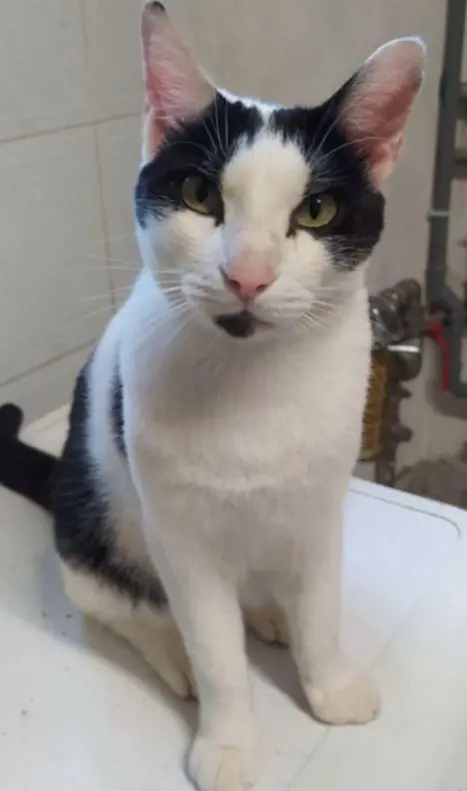 gatto lost   21040 Gerenzano Ares