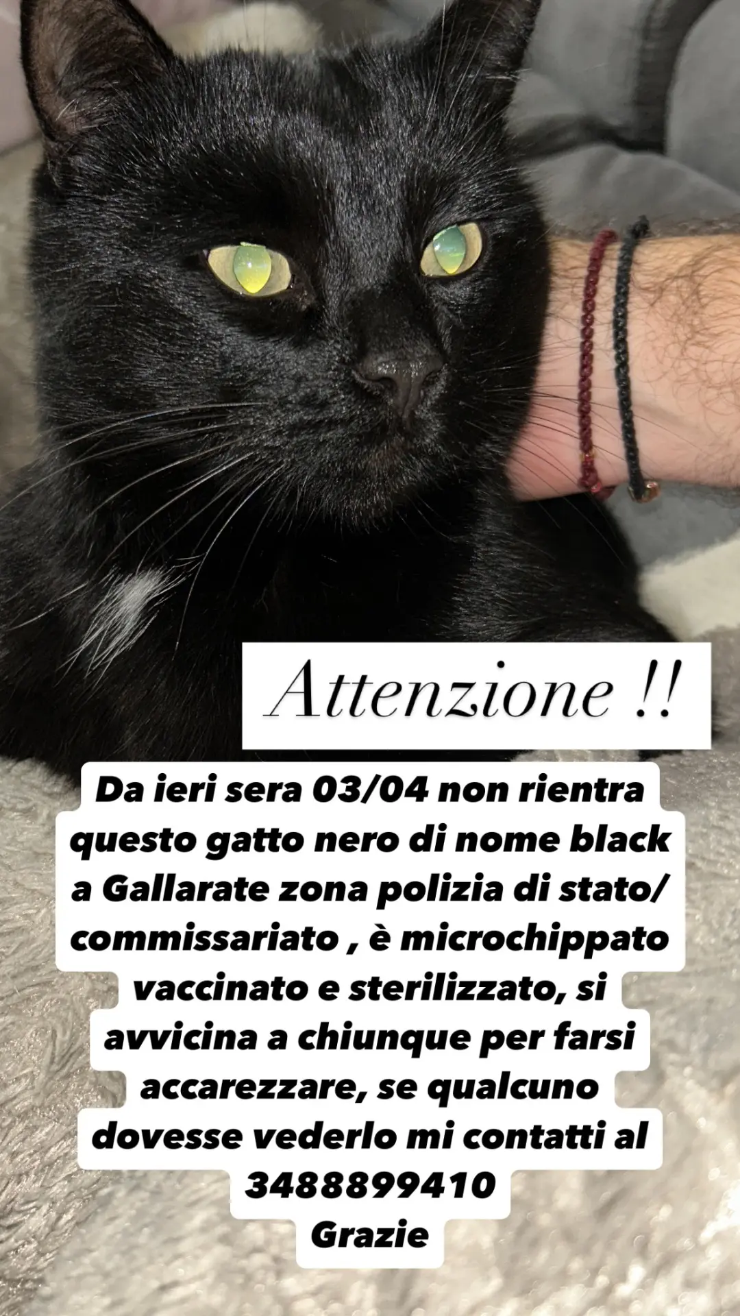 gatto lost   21013 Gallarate Black