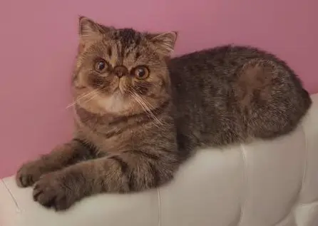 gatto lost   21057 Olgiate Olona Brioche