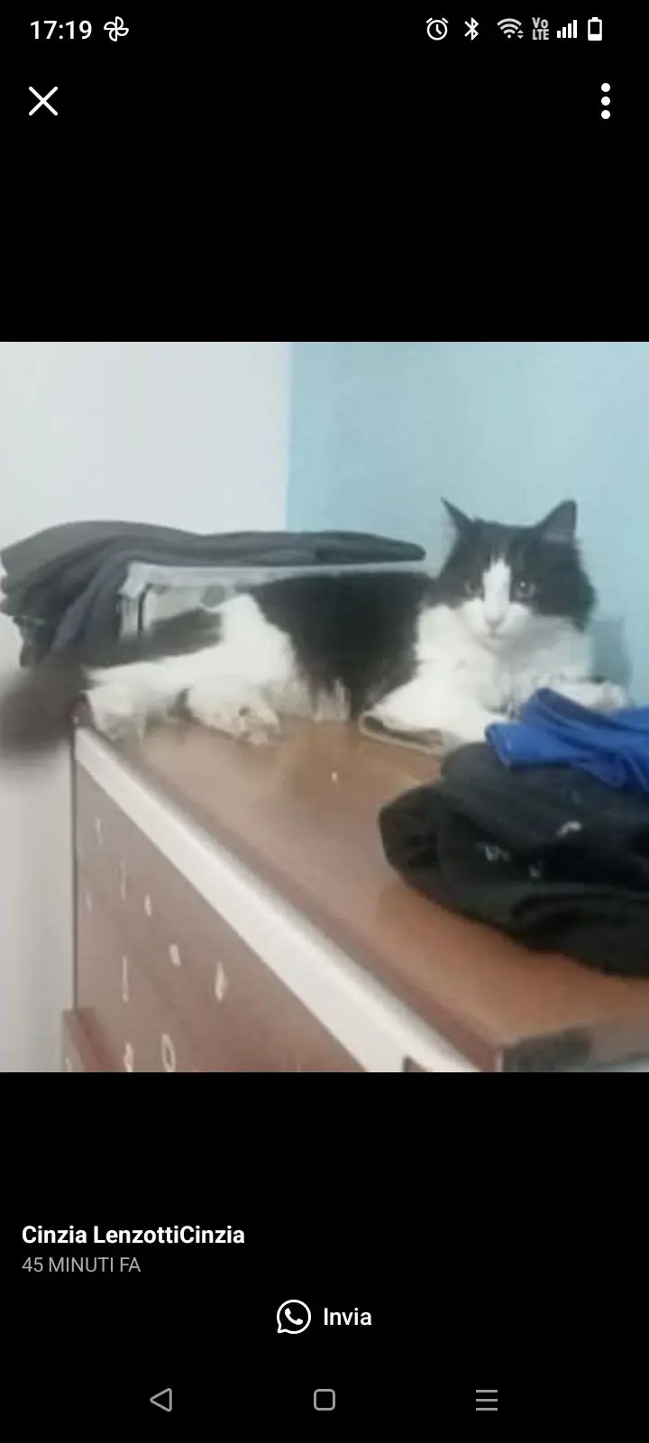 gatto lost   21052 Busto Arsizio Dino