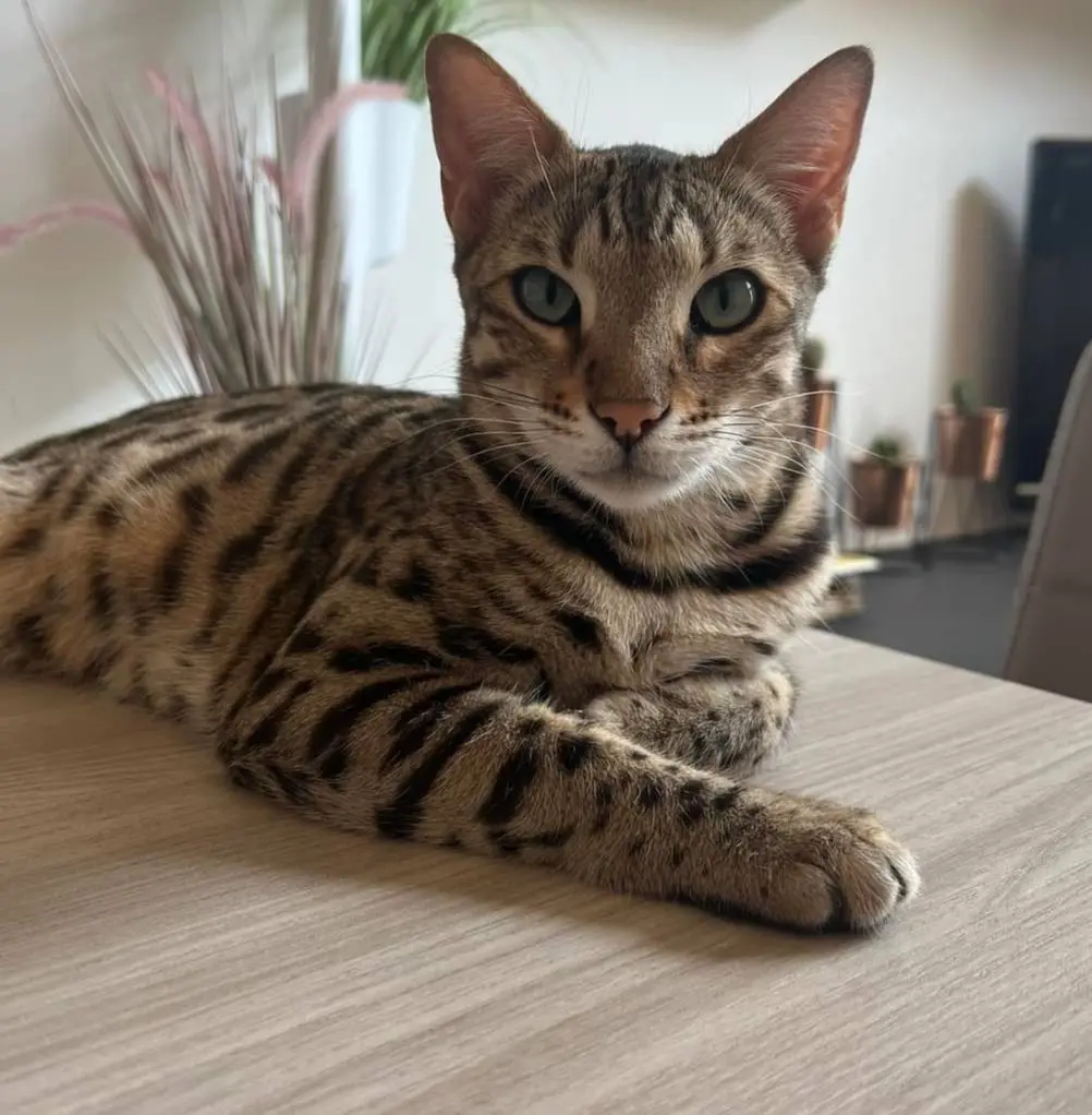 gatto lost   21040 Vedano Olona Egon