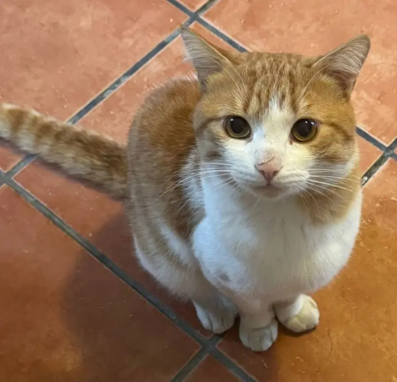 gatto lost   21052 Busto Arsizio Leo