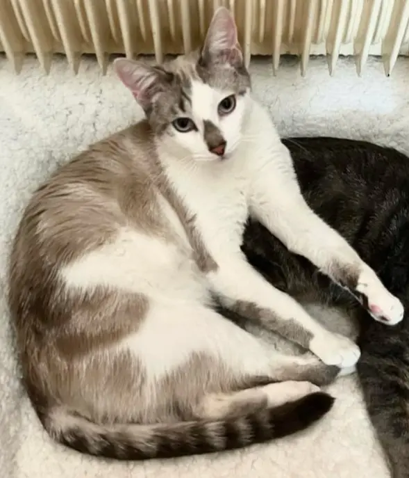 gatto lost   21057 Olgiate Olona Lillo