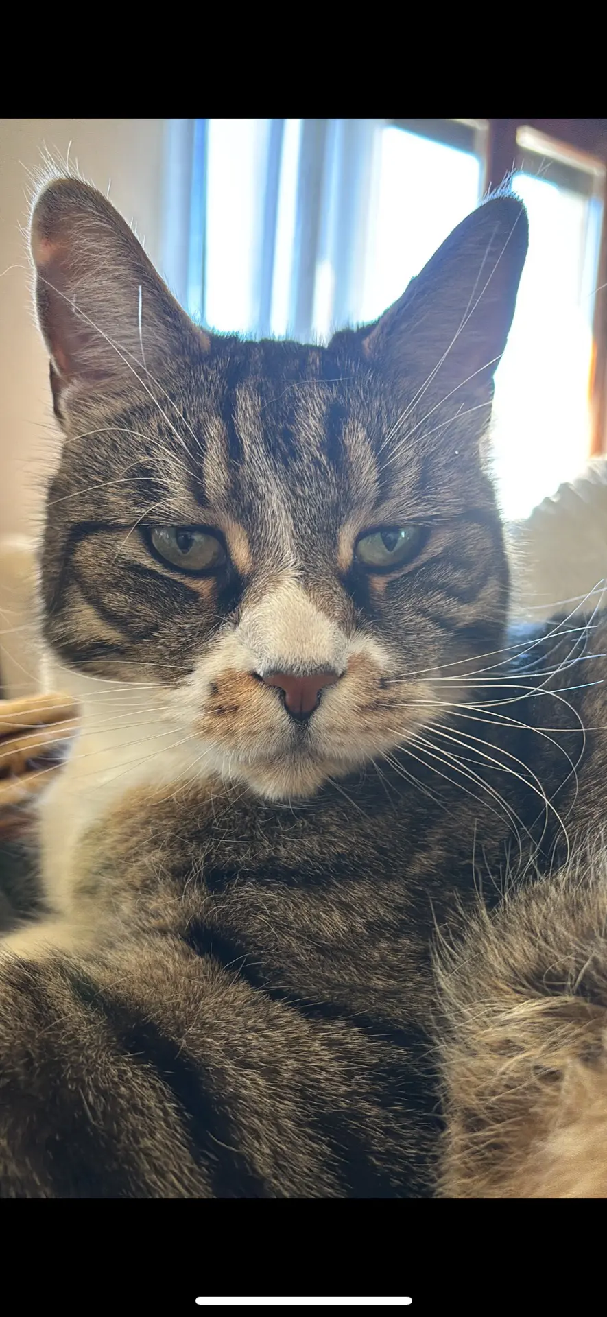 gatto lost   21059 Viggiù Maikob