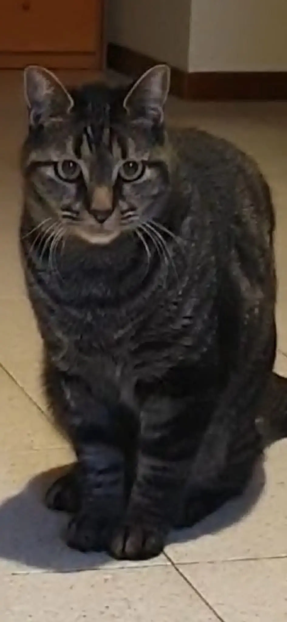 gatto lost   21052 Busto Arsizio Max