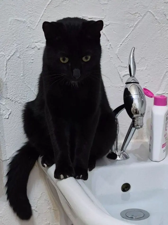 gatto lost    Venegono Superiore Mirtillo