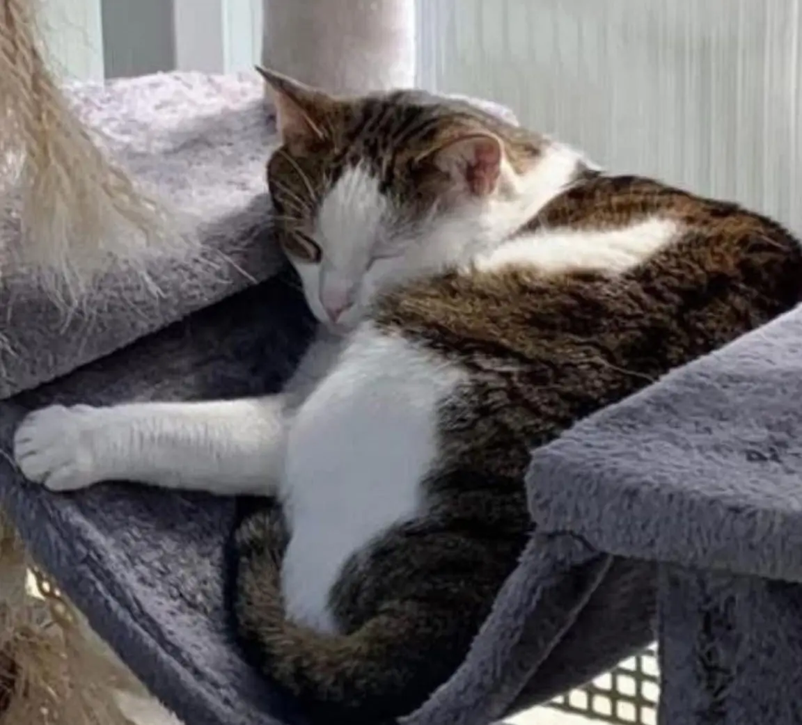 gatto lost    Cuasso al Monte Nino