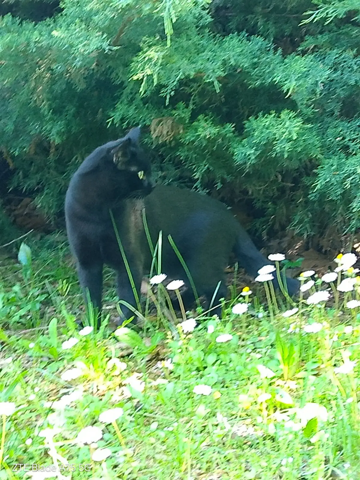 gatto lost   21052 Busto Arsizio Patata