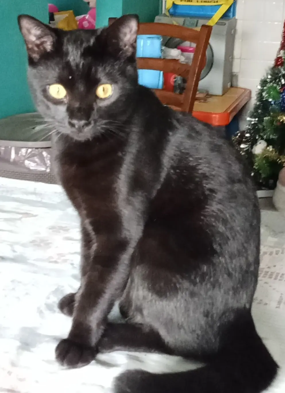 gatto lost   21058 Solbiate Olona Romeo