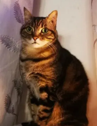 gatto lost   21039 Valganna Sheggia