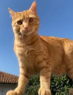gatto lost   21052 Busto Arsizio Simba