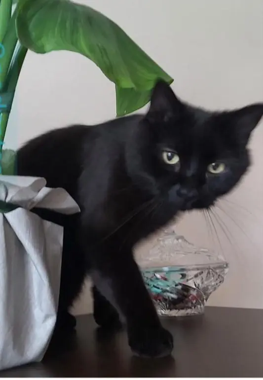 gatto lost   21026 Gavirate Simba