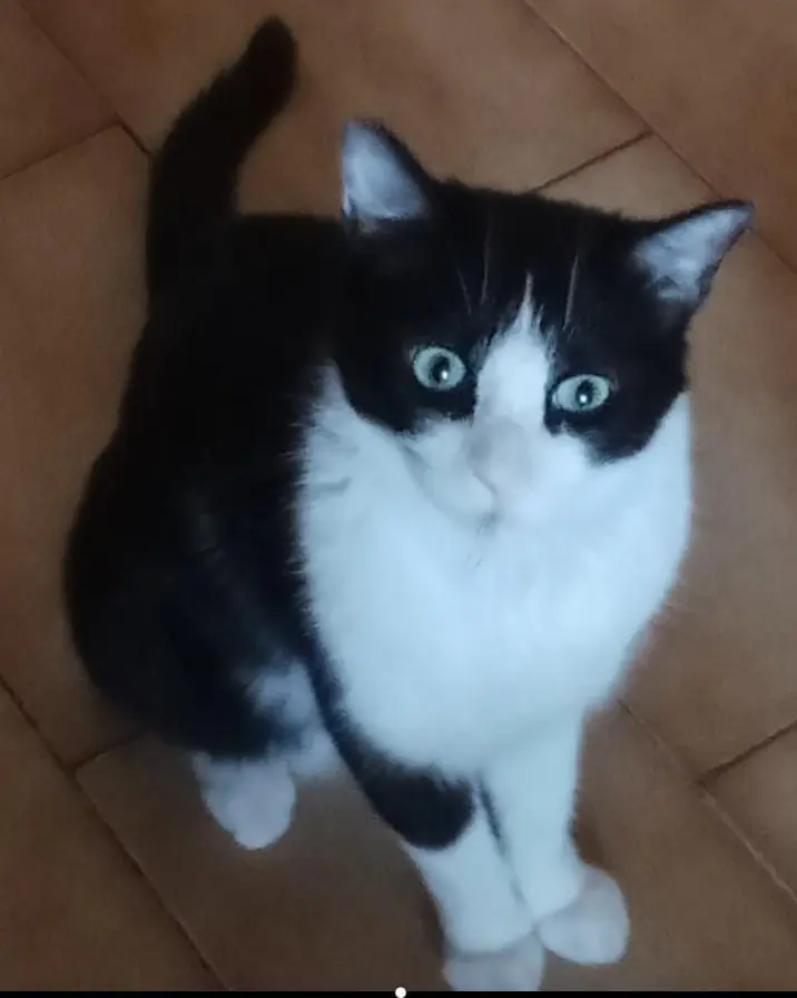 gatto lost   21049 Tradate Tom