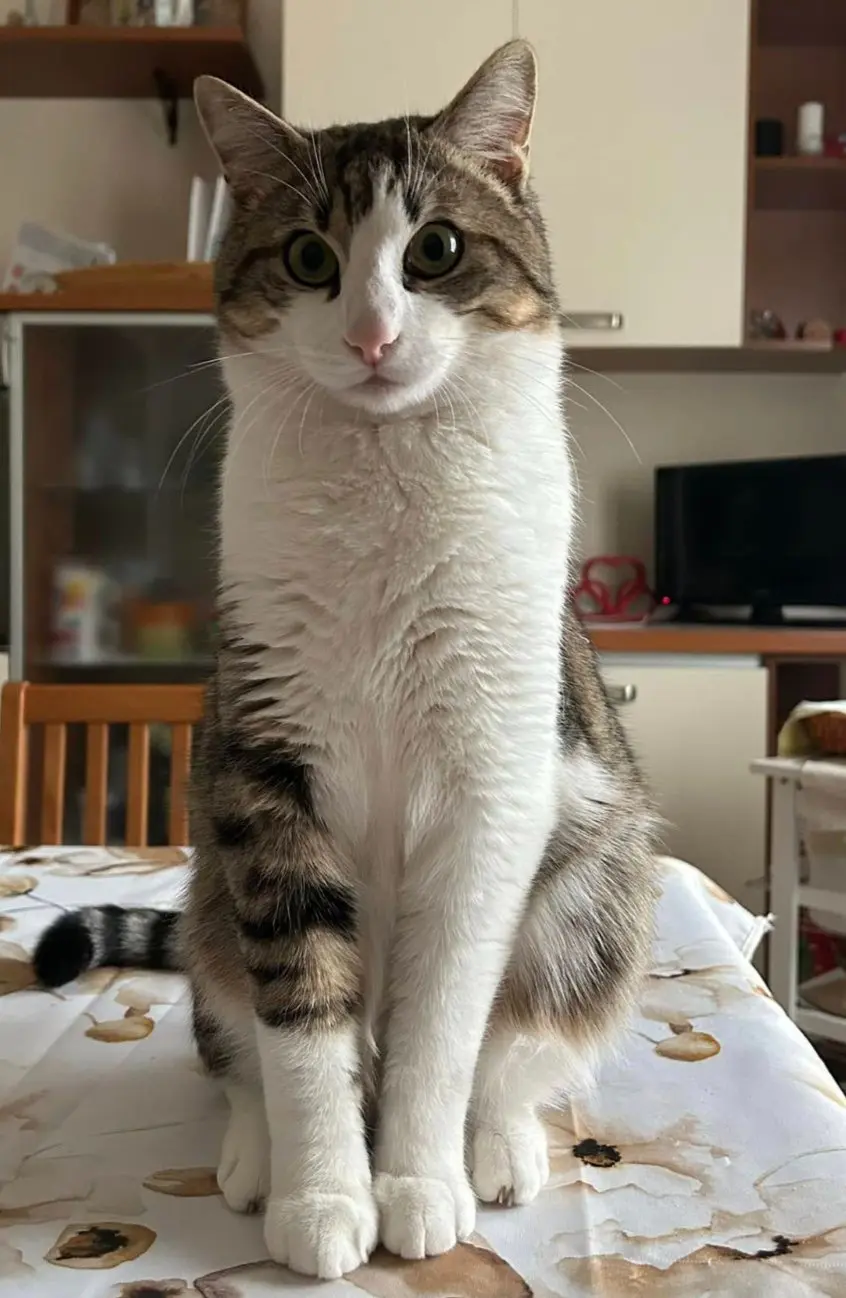 gatto lost   21040 Vedano Olona Travis