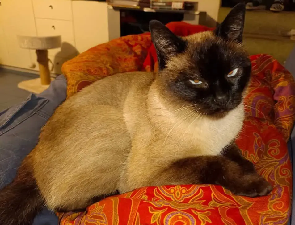 gatto lost    Gorla Maggiore Ulisse