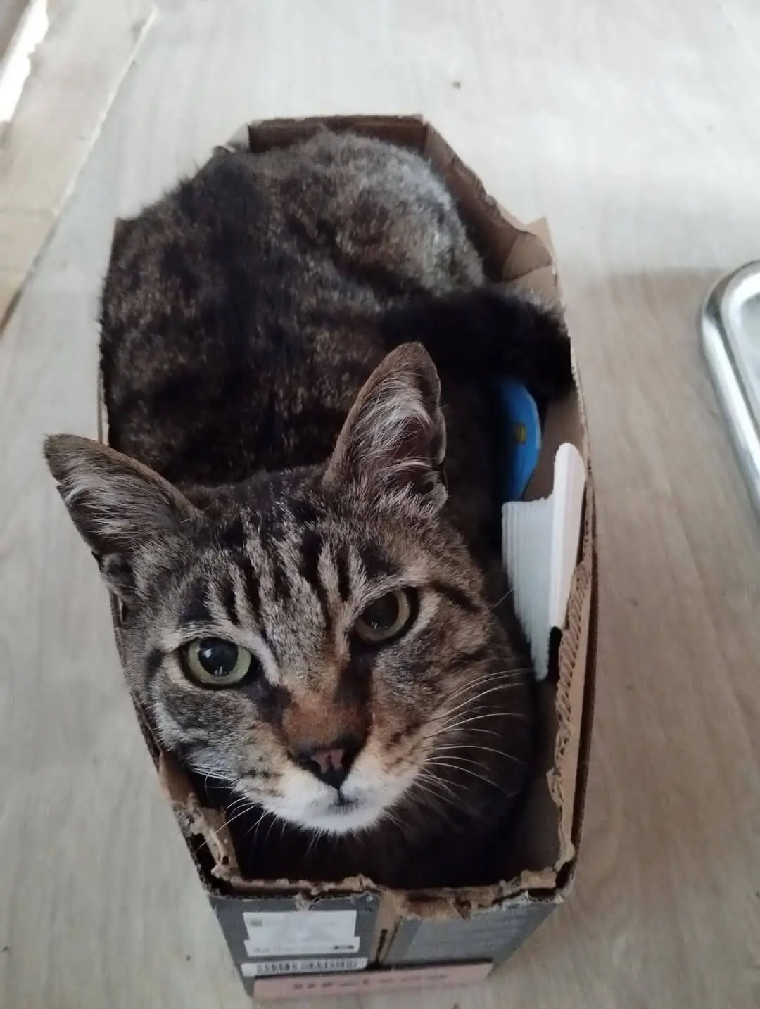 gatto lost    Varèse Bruno