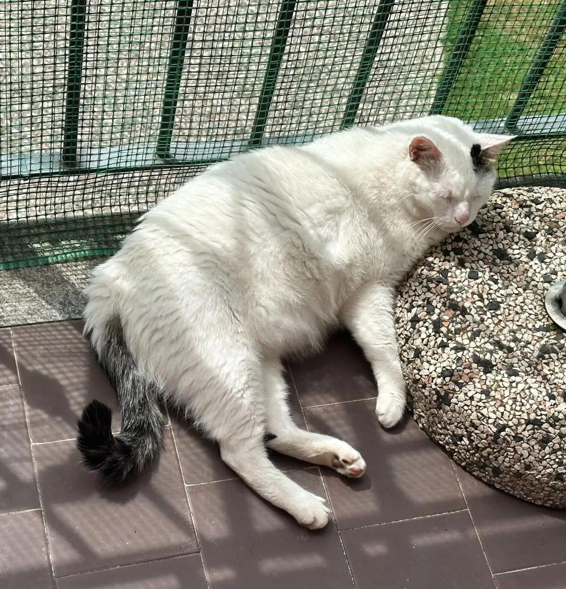 gatto lost    Varèse Nevosetto