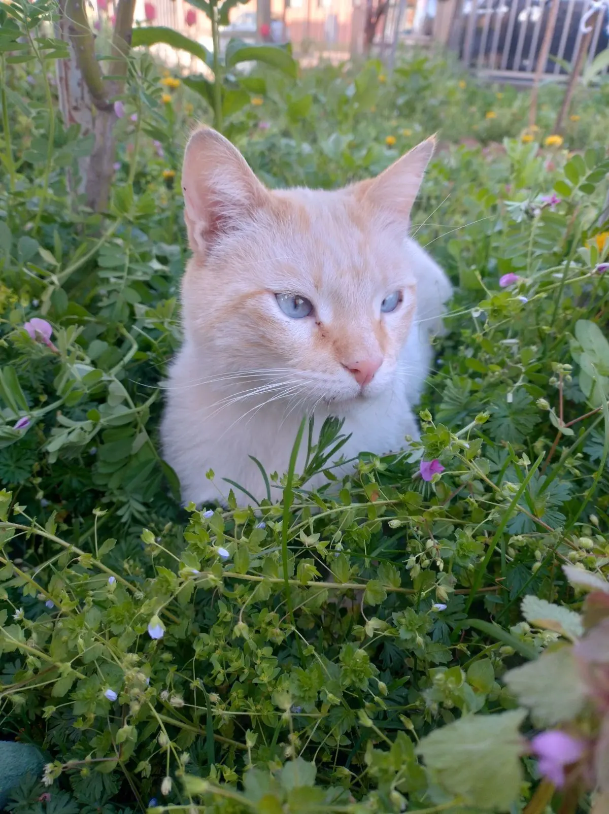 gatto lost    Varèse Purcy