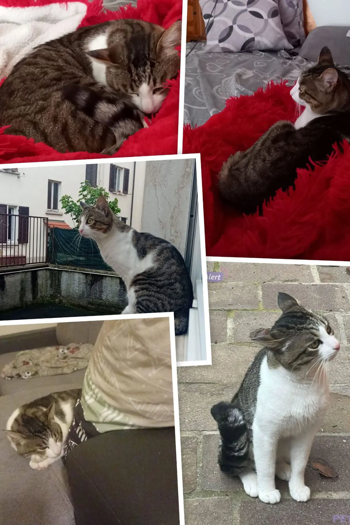 gatto lost    Varèse Rufus