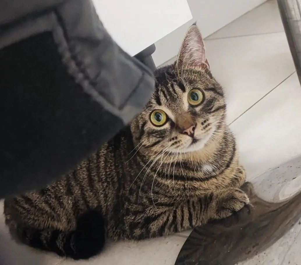 gatto lost    Varèse Tino