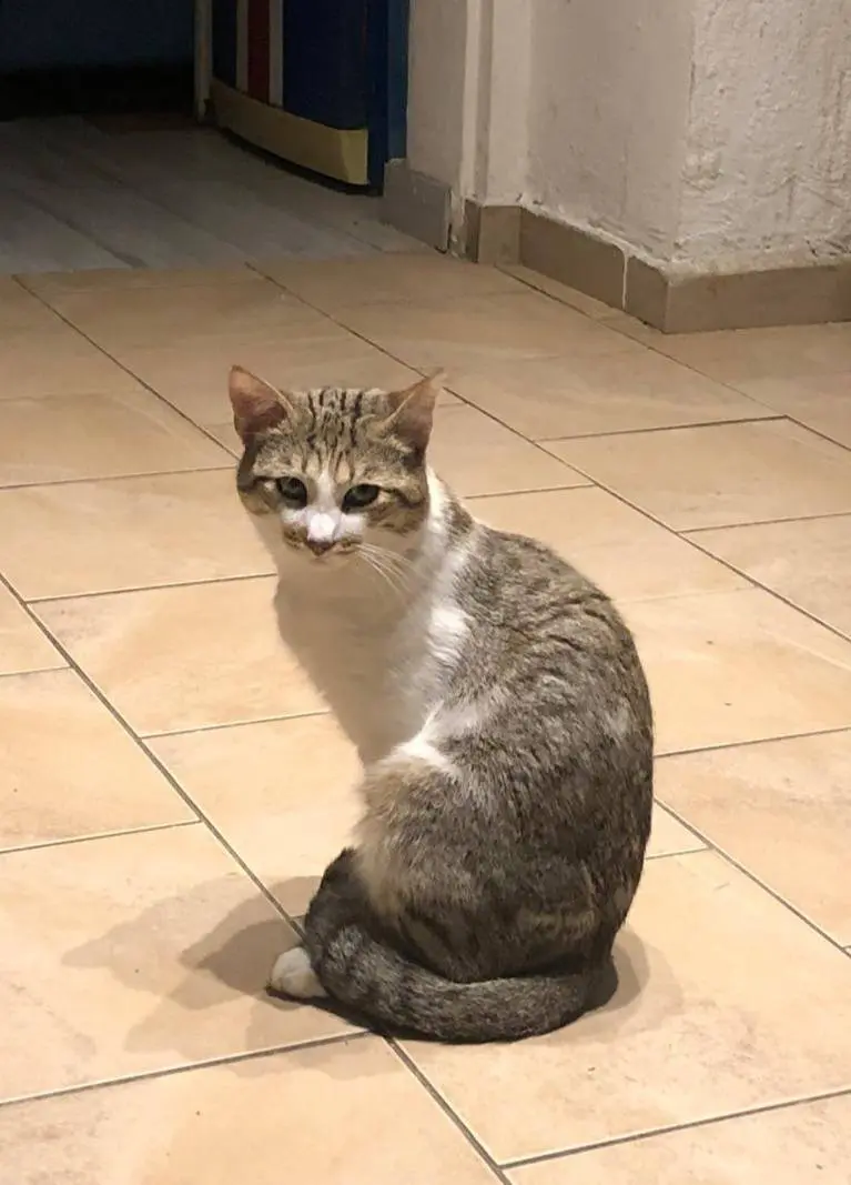 gatto lost   13039 Trino Neko