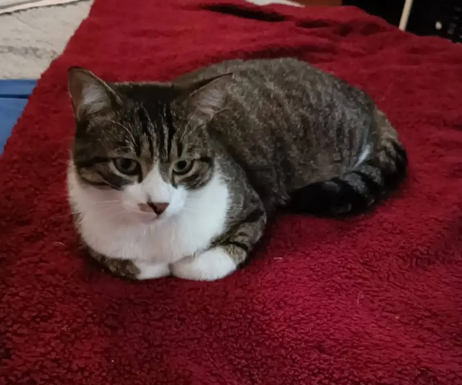 gatto lost    Verceil Dexter