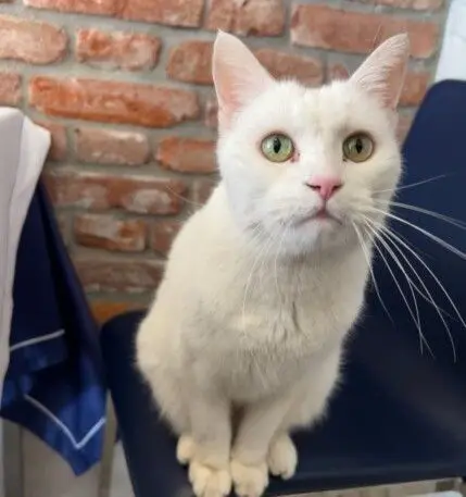 gatto lost   30121-30176 Venise Giovedi