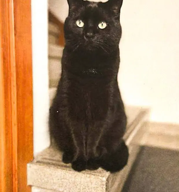 gatto lost   30121-30176 Venise Mishka