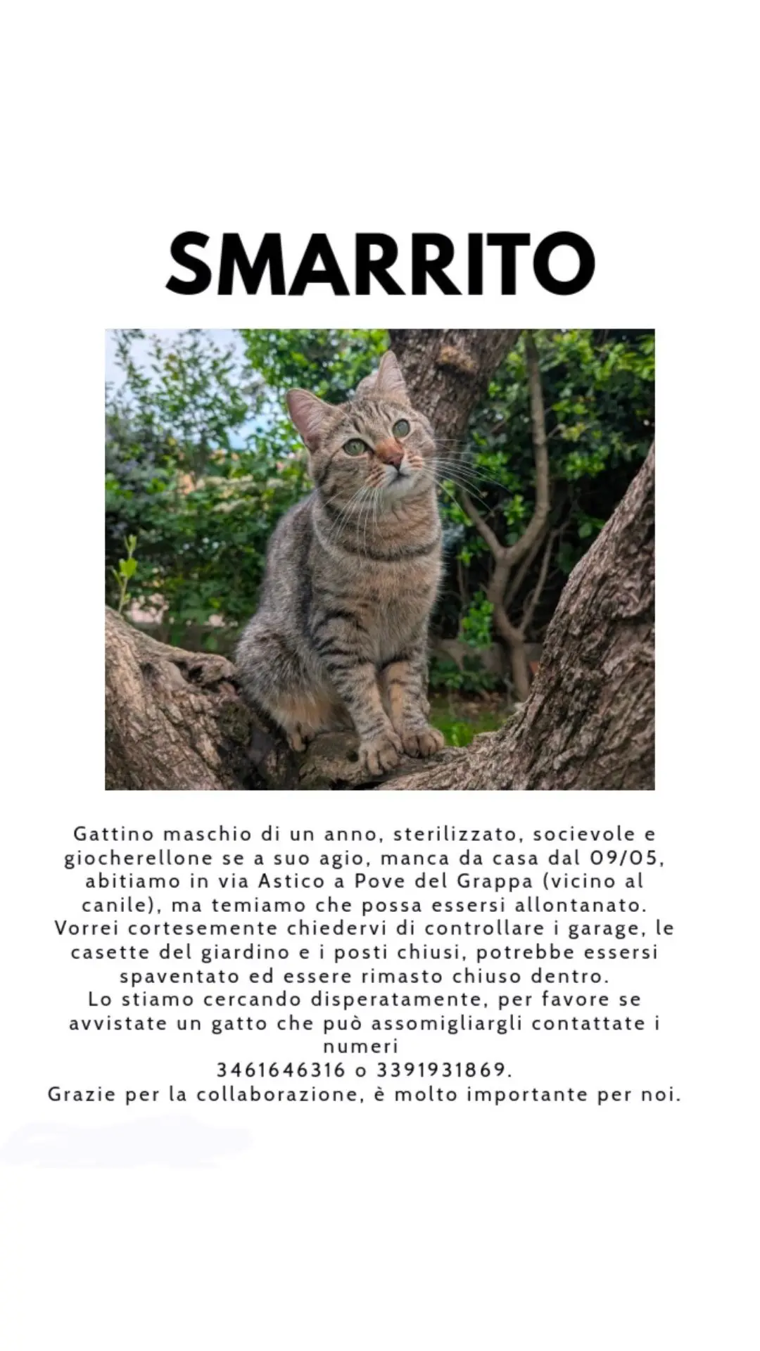 gatto lost   36020 Pove del Grappa Fufolo