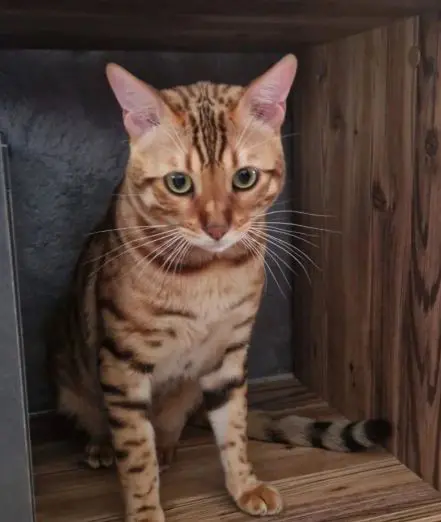 gatto lost   36050 Bolzano Vicentino Simba