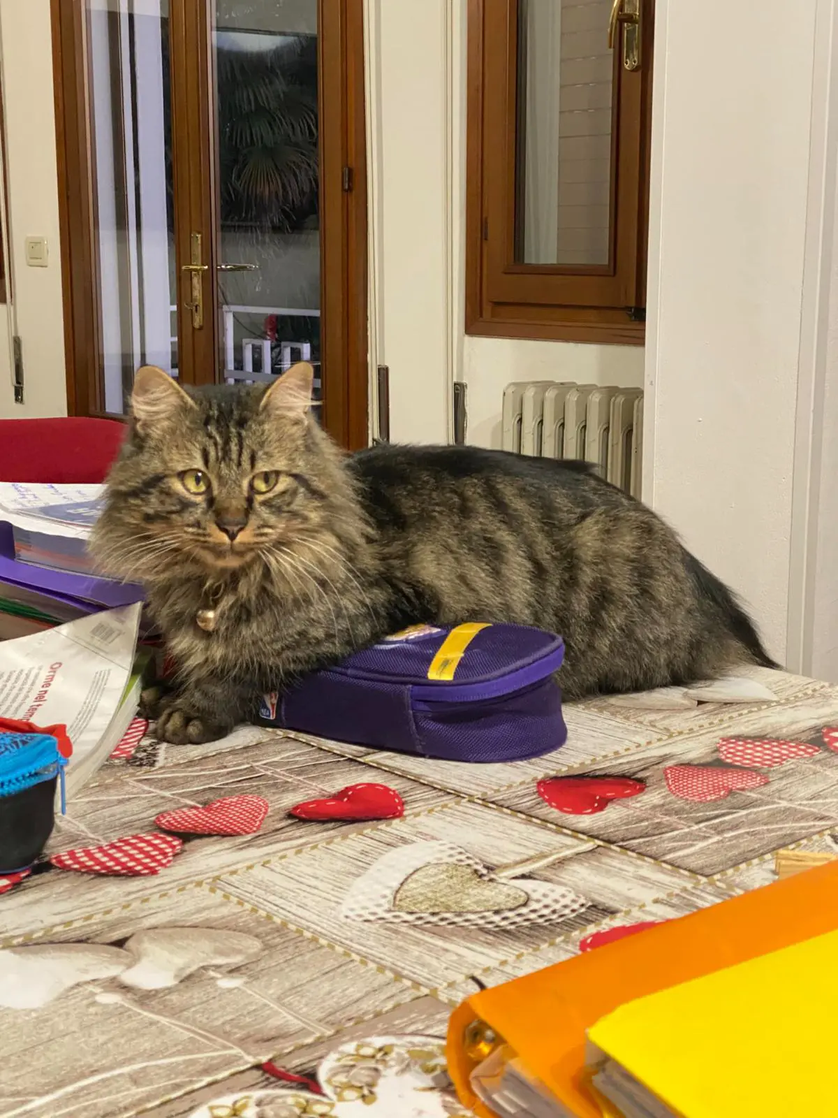 gatto lost   36043 Camisano Vicentino Super