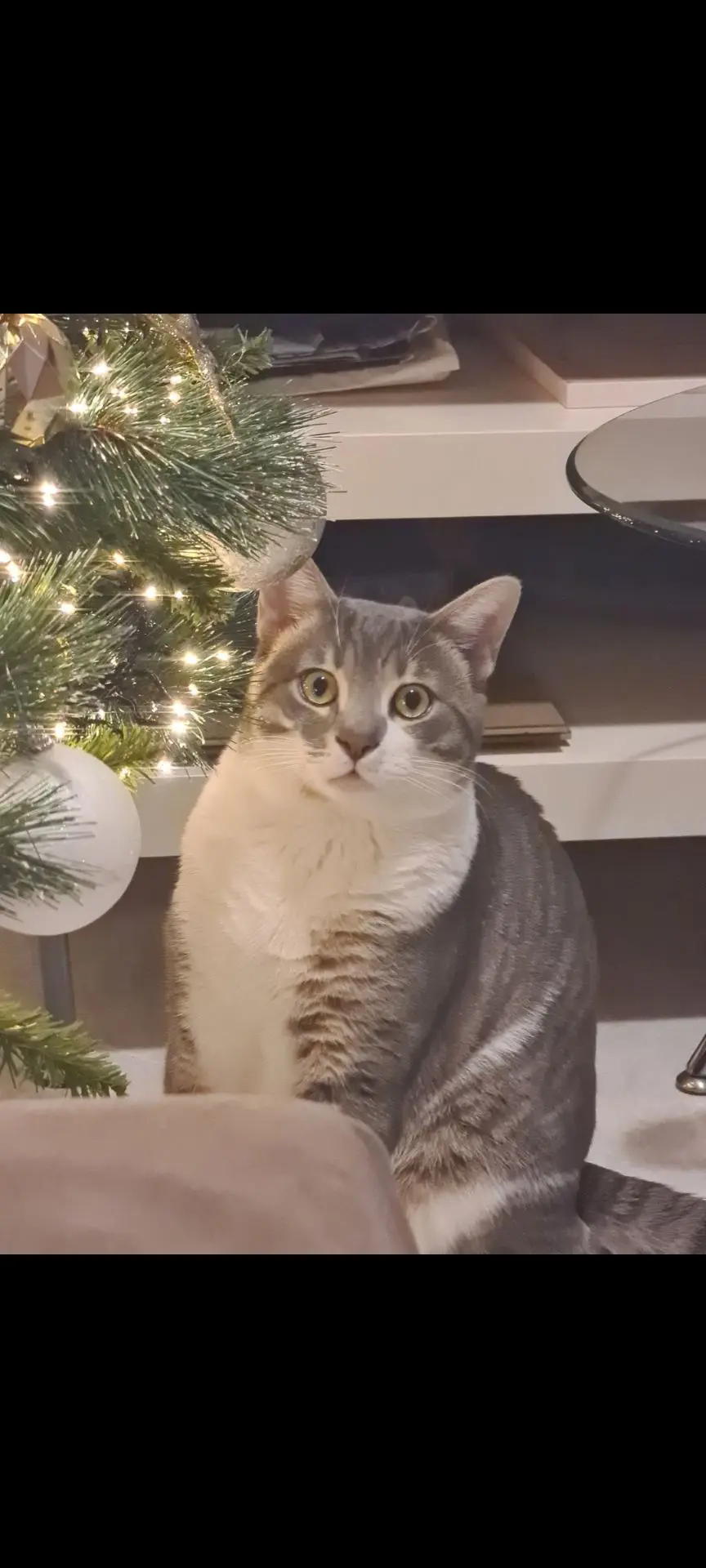 gatto lost   36028 Rossano Veneto Tommy