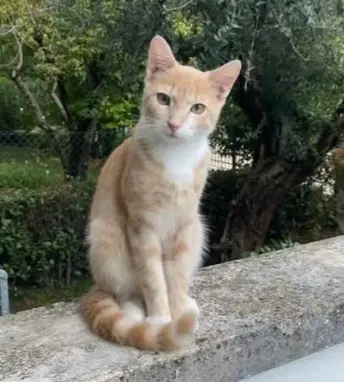 gatto lost   36100 Vicence Yumi