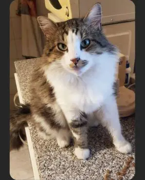 gatto lost   37053 Cerea Balota