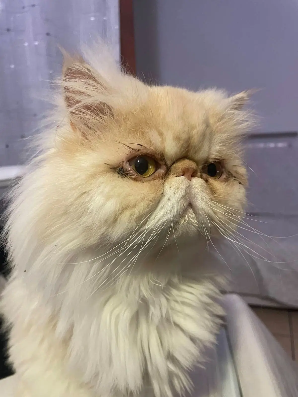 gatto lost   37060 Sona Biondo