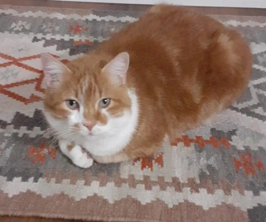 gatto lost   37040 Bonavigo Champagne o pampo