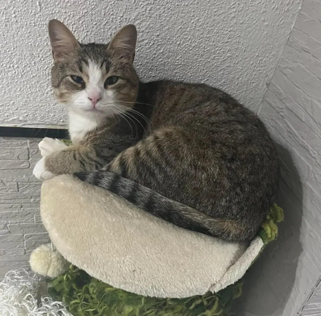 gatto lost   37050 Roverchiara Felix