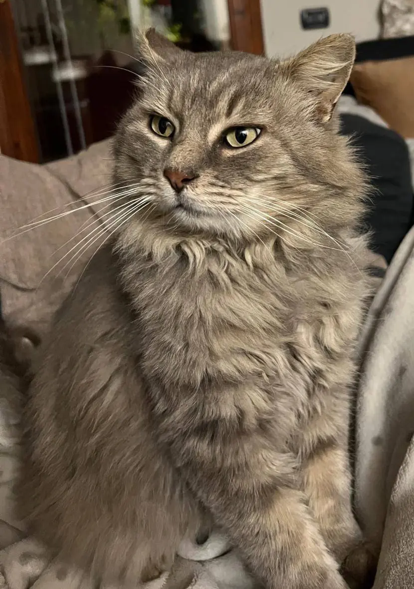 gatto lost   37015 Sant'Ambrogio di Valpolicella Grisú