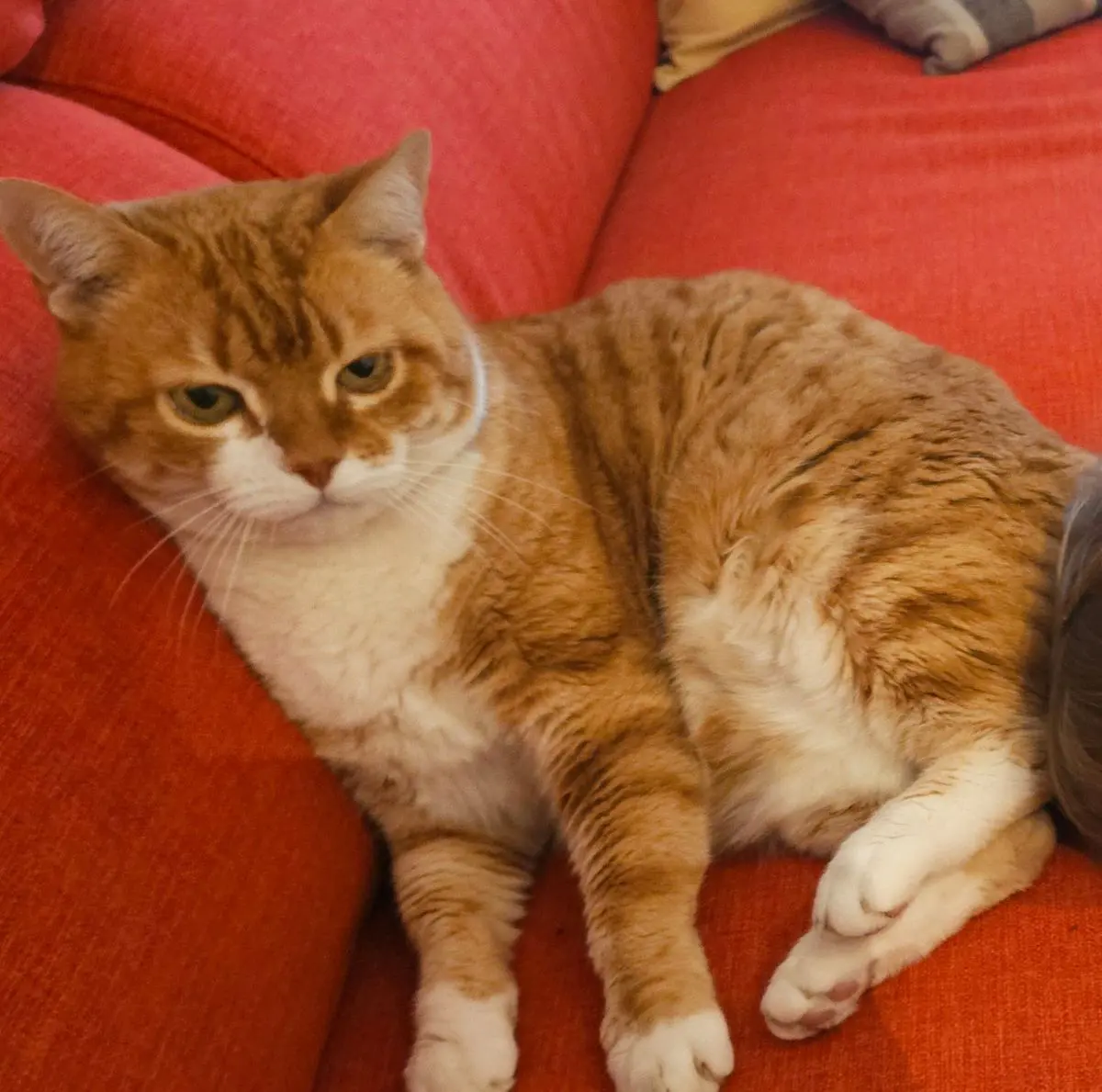 gatto lost   37014 Castelnuovo del Garda Memo