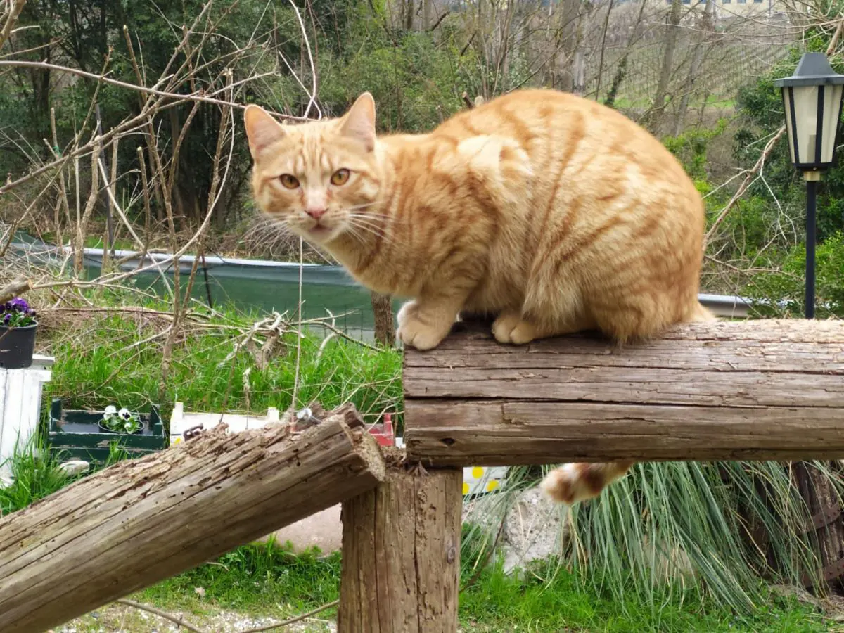 gatto lost   37012 Bussolengo Renato