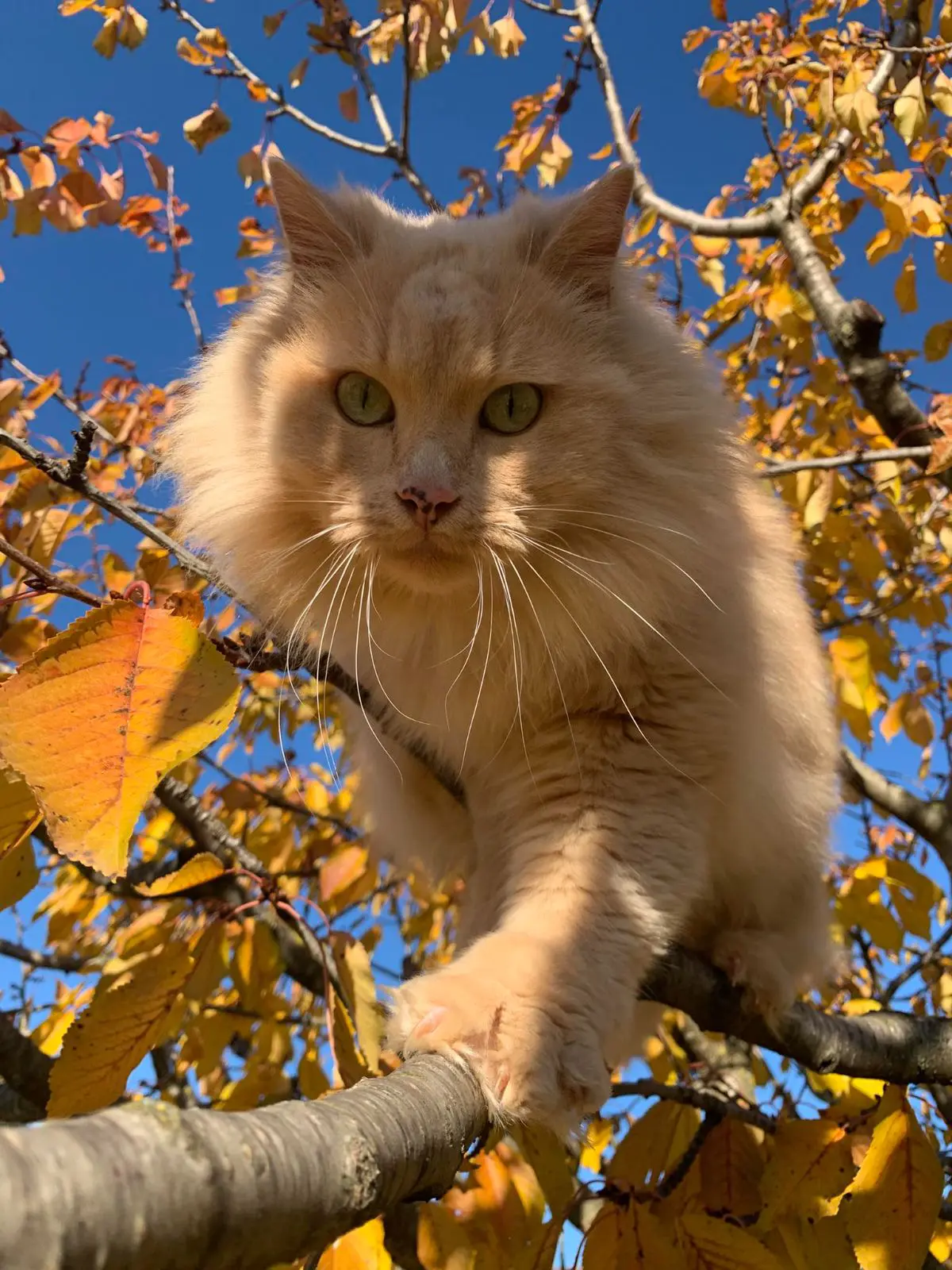 gatto lost   37024 Negrar di Valpolicella Salmone